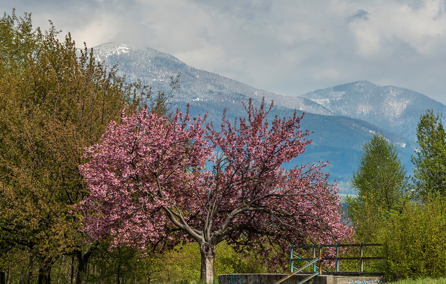 Medizinstudium in der Slowakei. Medizin studieren an der Jessenius Universität in Martin.