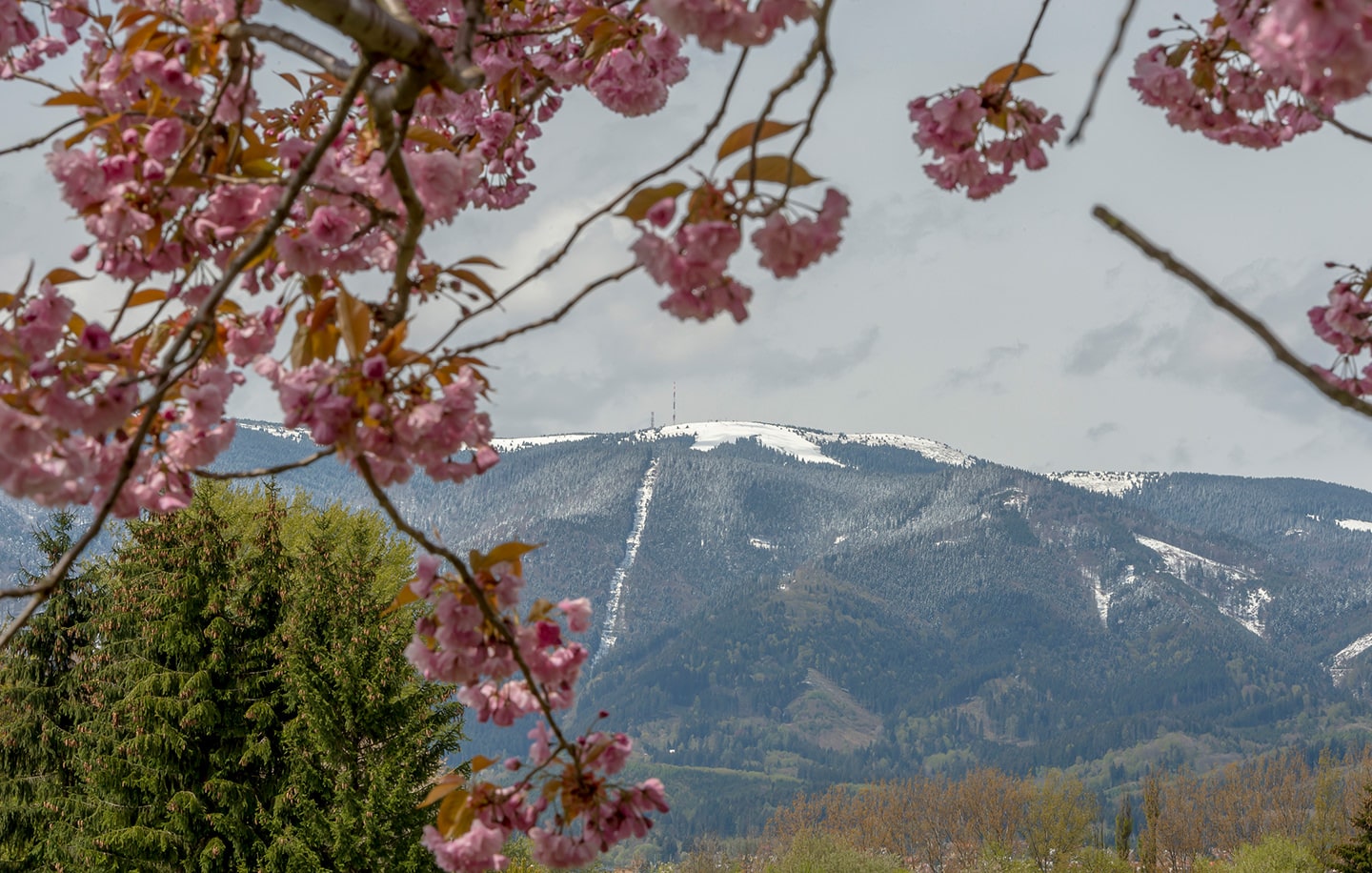 Medizinstudium in der Slowakei. Medizin studieren an der Jessenius Universität in Martin.