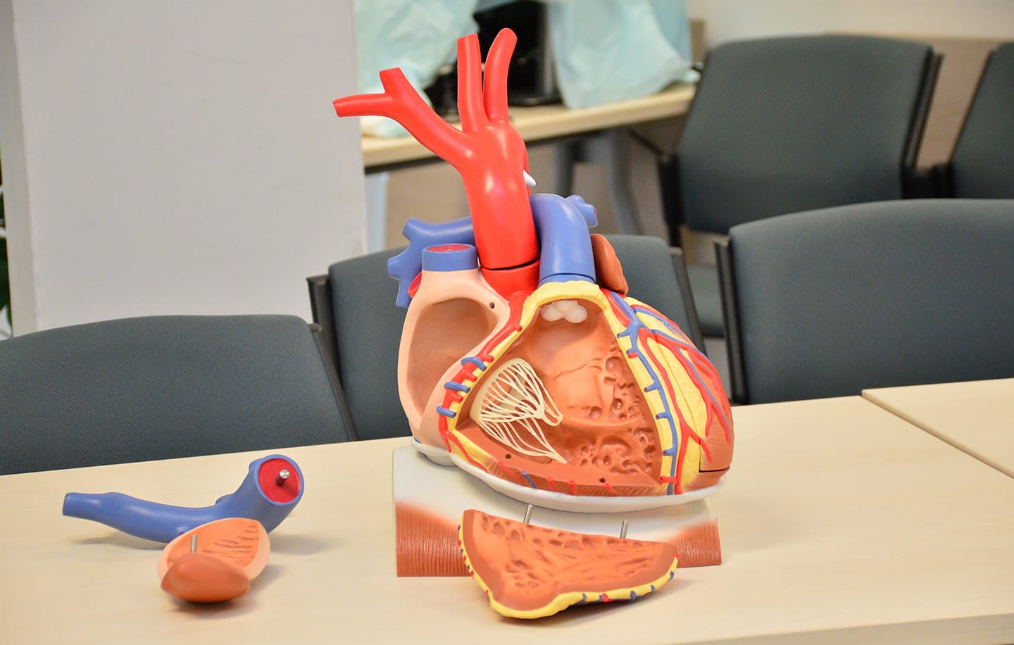 Herzmodell für Vorlesungen an der medizinsichen Universität Martin.